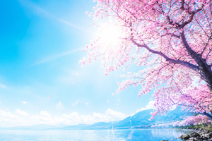 春日樱花湖畔风光