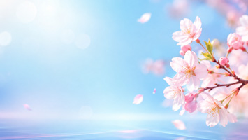 温柔春光下的樱花繁盛